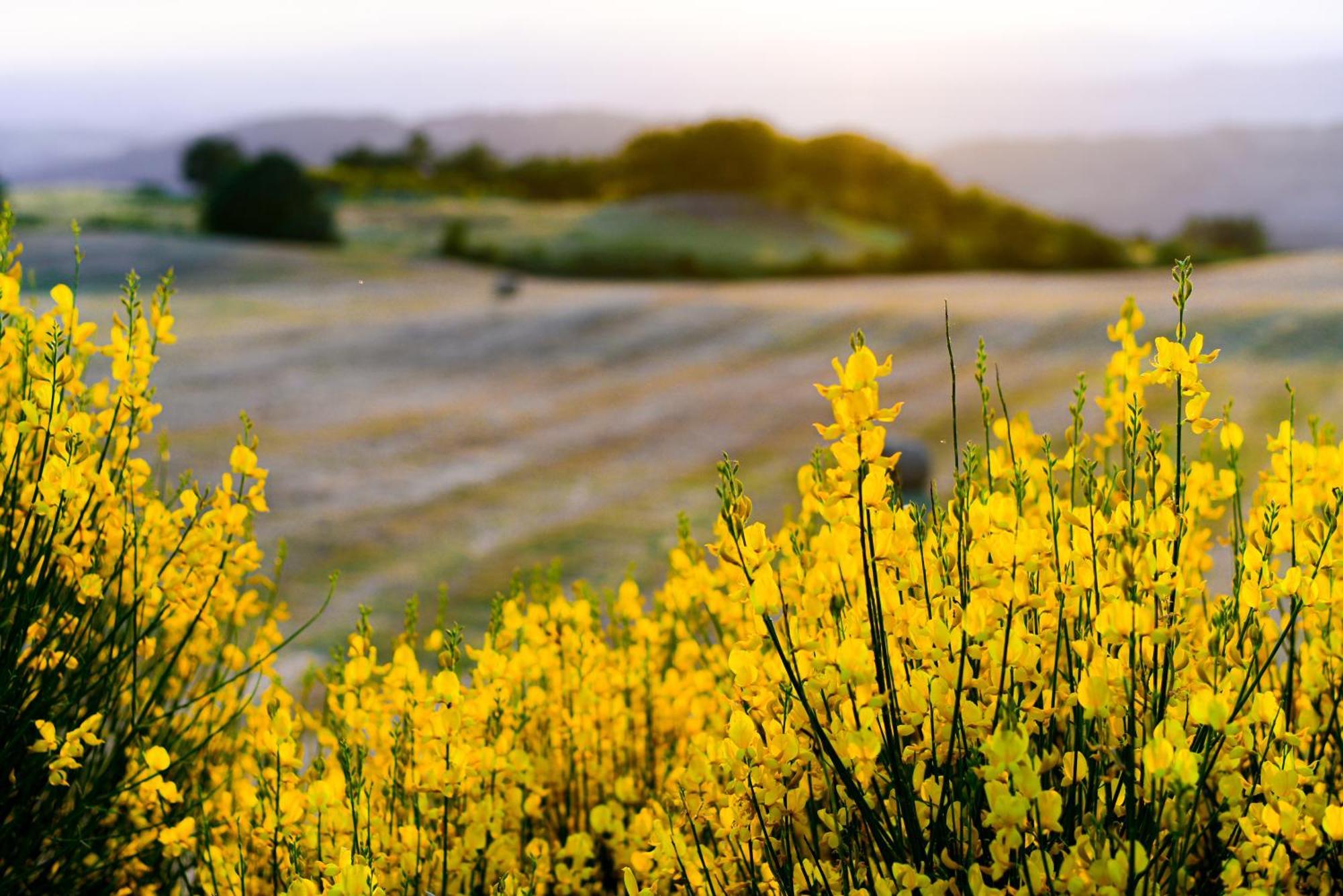 Agriturismo Le Casaline Seggiano Eksteriør bilde